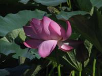 Albums/20060800-China Aug 2006/20060804-Shenyang University/41